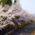 春の名物!美しい桜のトンネルでお出迎えいたします。